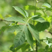 Solanum seaforthianum Andrews